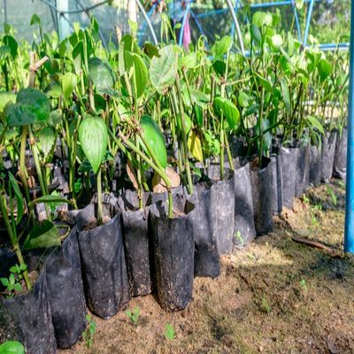 Plastic Seedling Planting Bags With Holes Emergency Clinics Apparatuses